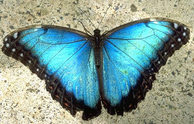 blue morpho