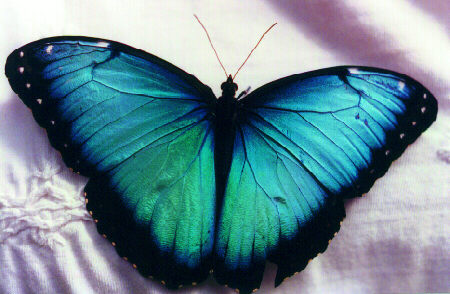 African Morpho