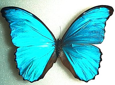 African morpho