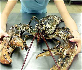 African Sea Lobster
